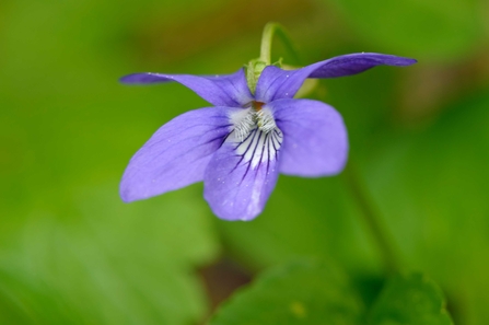 Common dog-violet