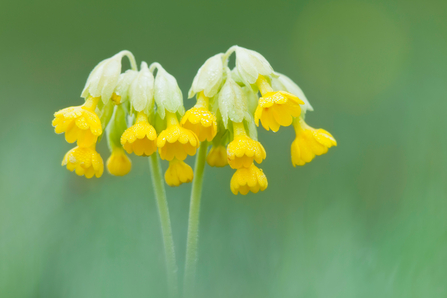 Cowslip