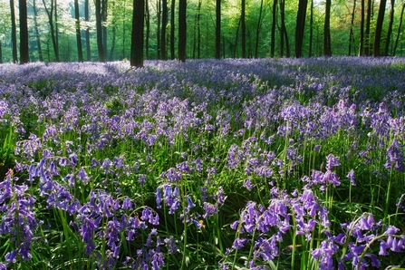 Bluebell wood