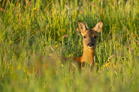 Roe deer