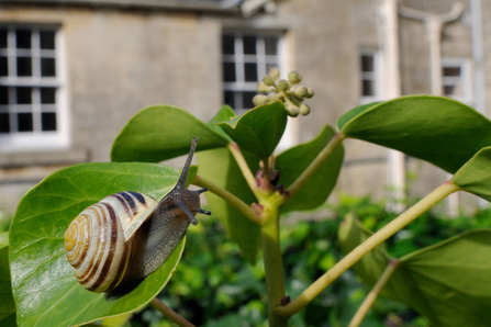 White lipped snail