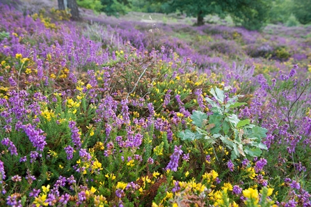 Heathland