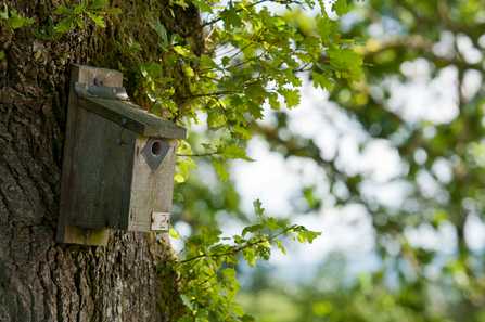 Bird box