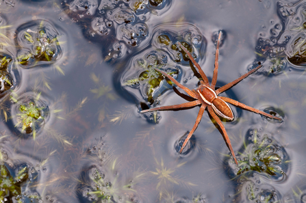 Raft spider