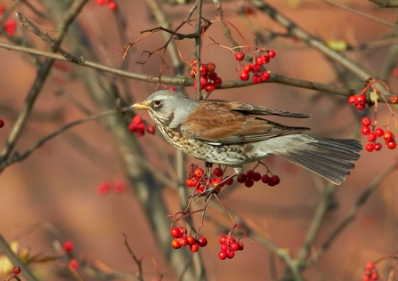 Fieldfare