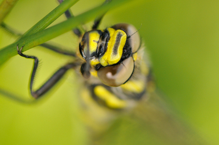 Golden-ringed dragonfly