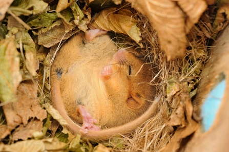 Dormouse