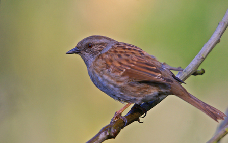 Dunnock