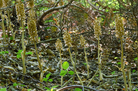 Bird's-nest orchid