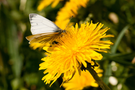 Green-veined white on dandelion