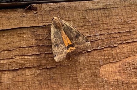 Large yellow underwing