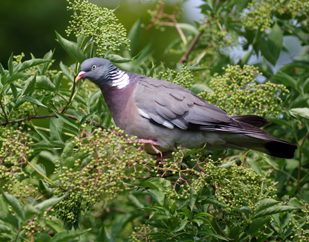 Woodpigeon