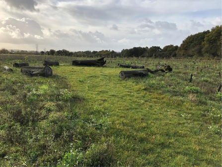 Eashing Meadows