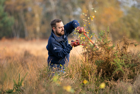 Habitat management on Chobham Common