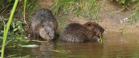 Beaver Kits Mike Symes