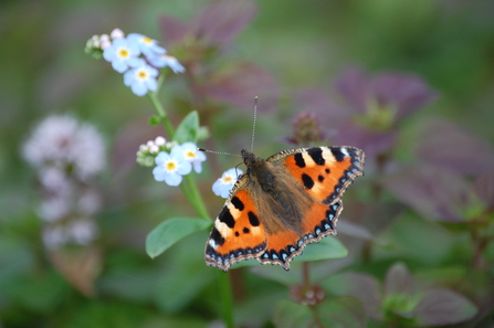 Small Tortoiseshell butterfly