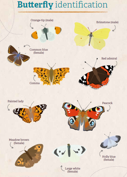 Butterfly Identification wildlife trusts