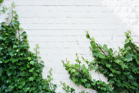 ivy on wall