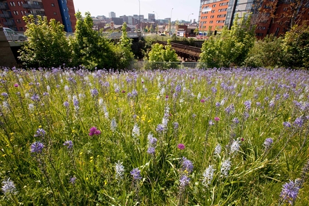 Urban nature in city centre