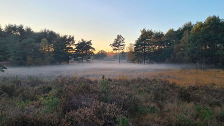 Surrey heathland