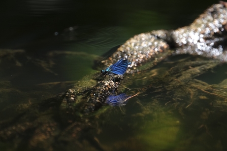 Beautiful demoiselle damselfly