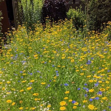 Wildflower patch