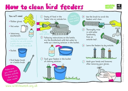 How to clean bird feeders