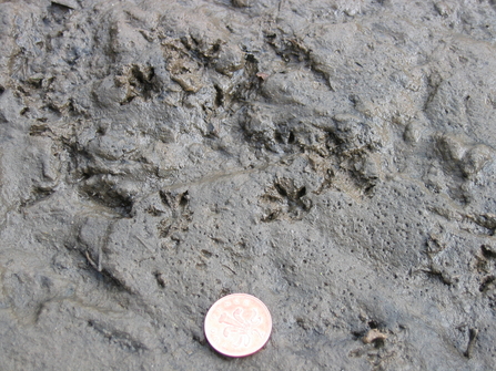 Rat tracks