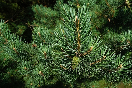 Pine needles