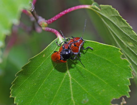 hazel pot beetle cryptocephalus coryli