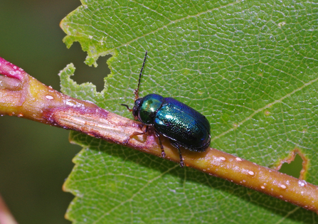 shining pot beetle crypocephalus nitidulus on hazel