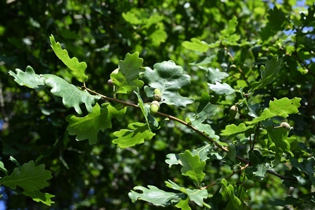 Oak leaves