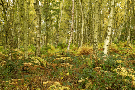 Birch woodland in autumn