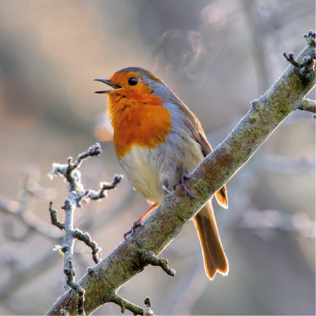 Christmas card with a singing robin