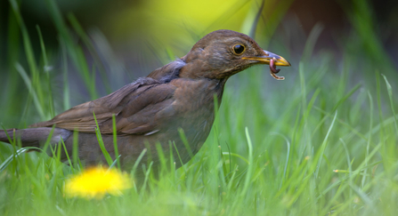 A female blackbird staling through the long grass of a lawn, with a worm in her beak