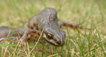 A smooth newt creeps through some short grass