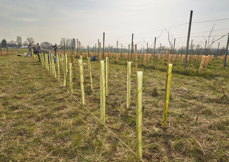 A row of tree saplings
