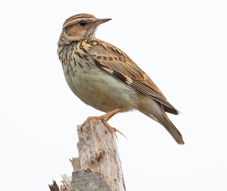 A Woodlark perches on a branch.