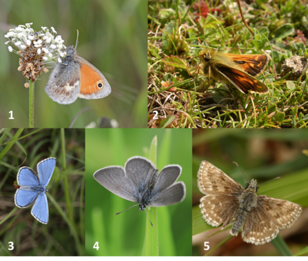 The 5 butterfly species used in the project (Small Heath, Silver-spotted Skipper, Adonis Blue, Small Blue, Dingy Skipper)