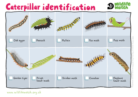 Caterpillar ID sheet with 8 different types of Caterpillar