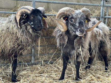 Two Boreray rams amongst straw and a fence in the background