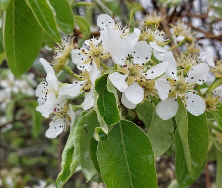 Wild Pear