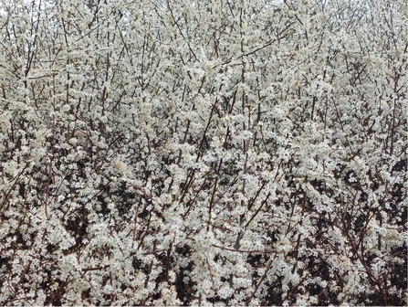 Blacktorn blossom at Newdigate Brickworks