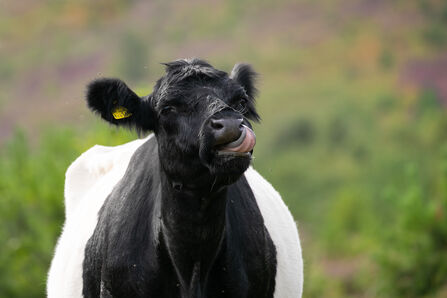 Belted Galloway Cow