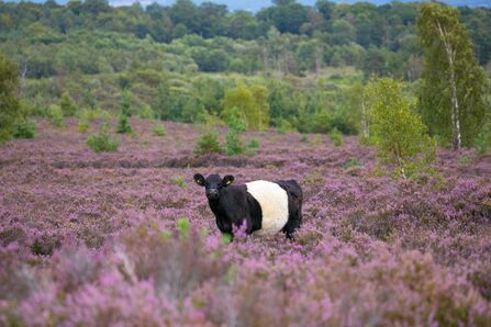 Belted Galloway on heathland