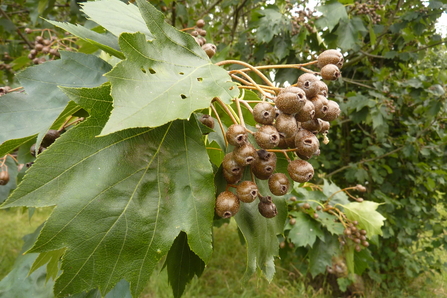 Wild Service Tree