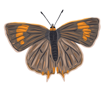 Brown Hairstreak Illustration