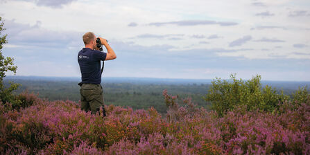 Staff member surveying a heathland site