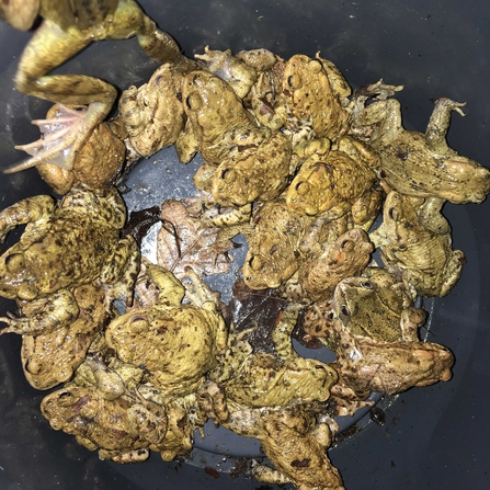 A bucket of frogs and toads