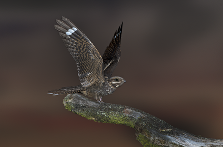 Nightjar